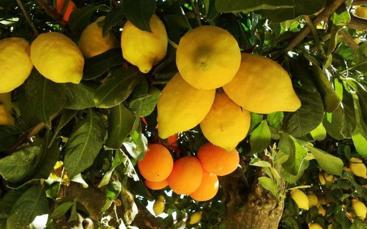 what is the best fertilizer for citrus fruits