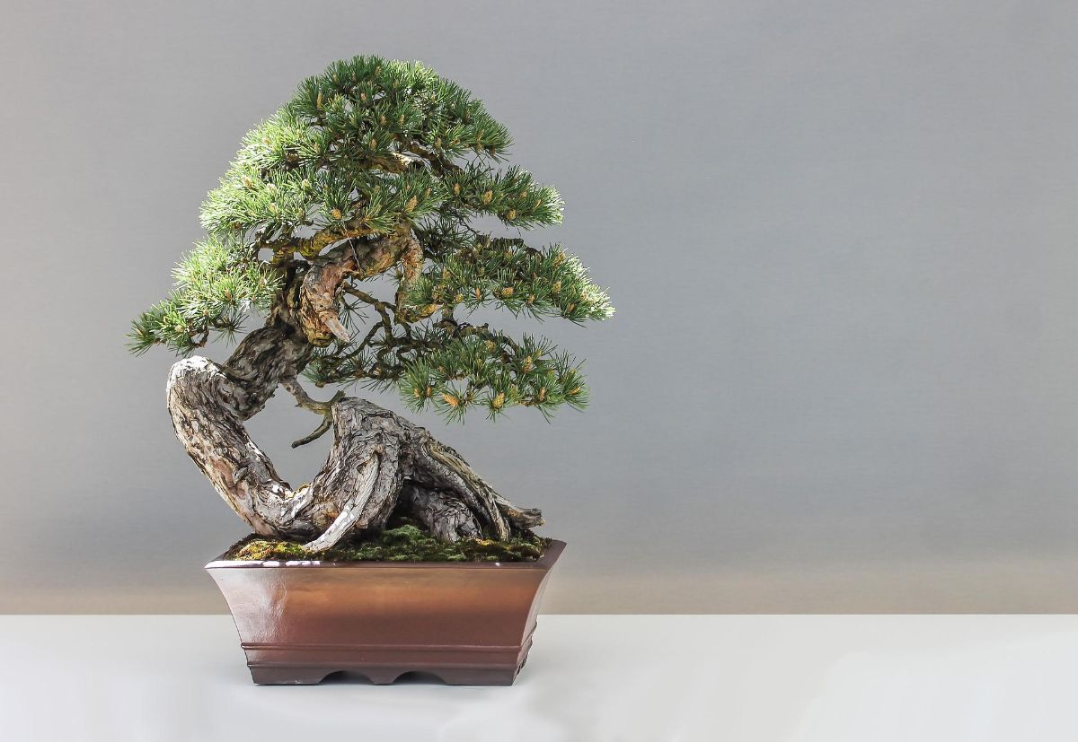 Why are bonsai so expensive?