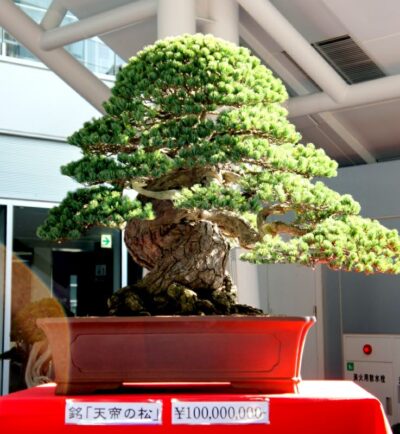 What is the most expensive bonsai in the world