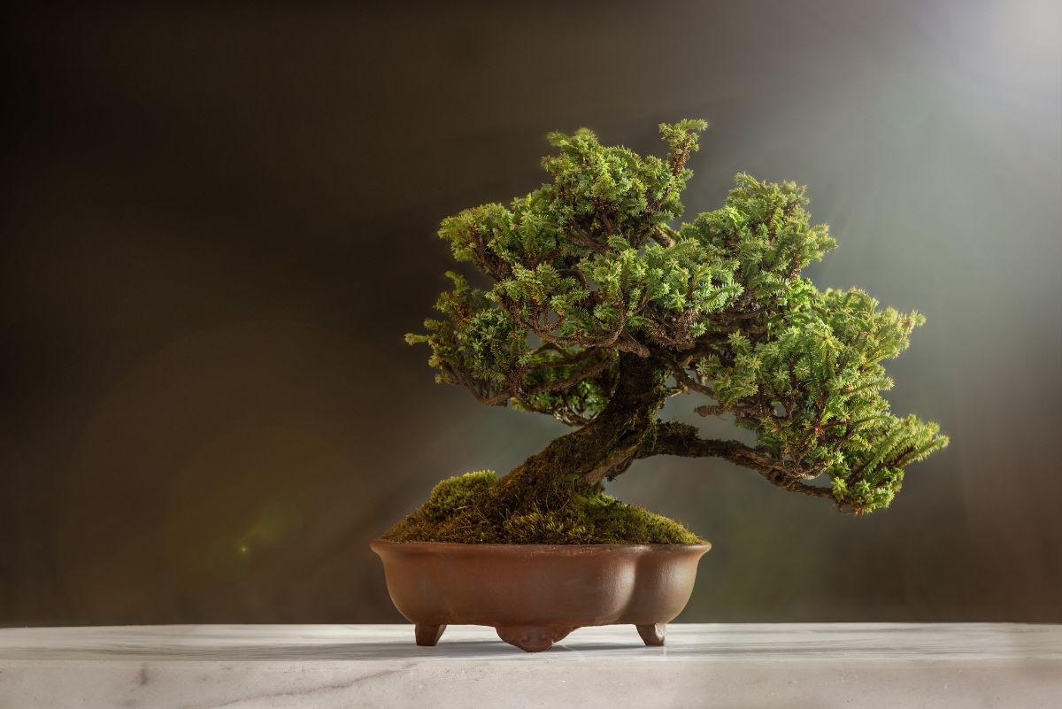 Which bonsai are the oldest in the world