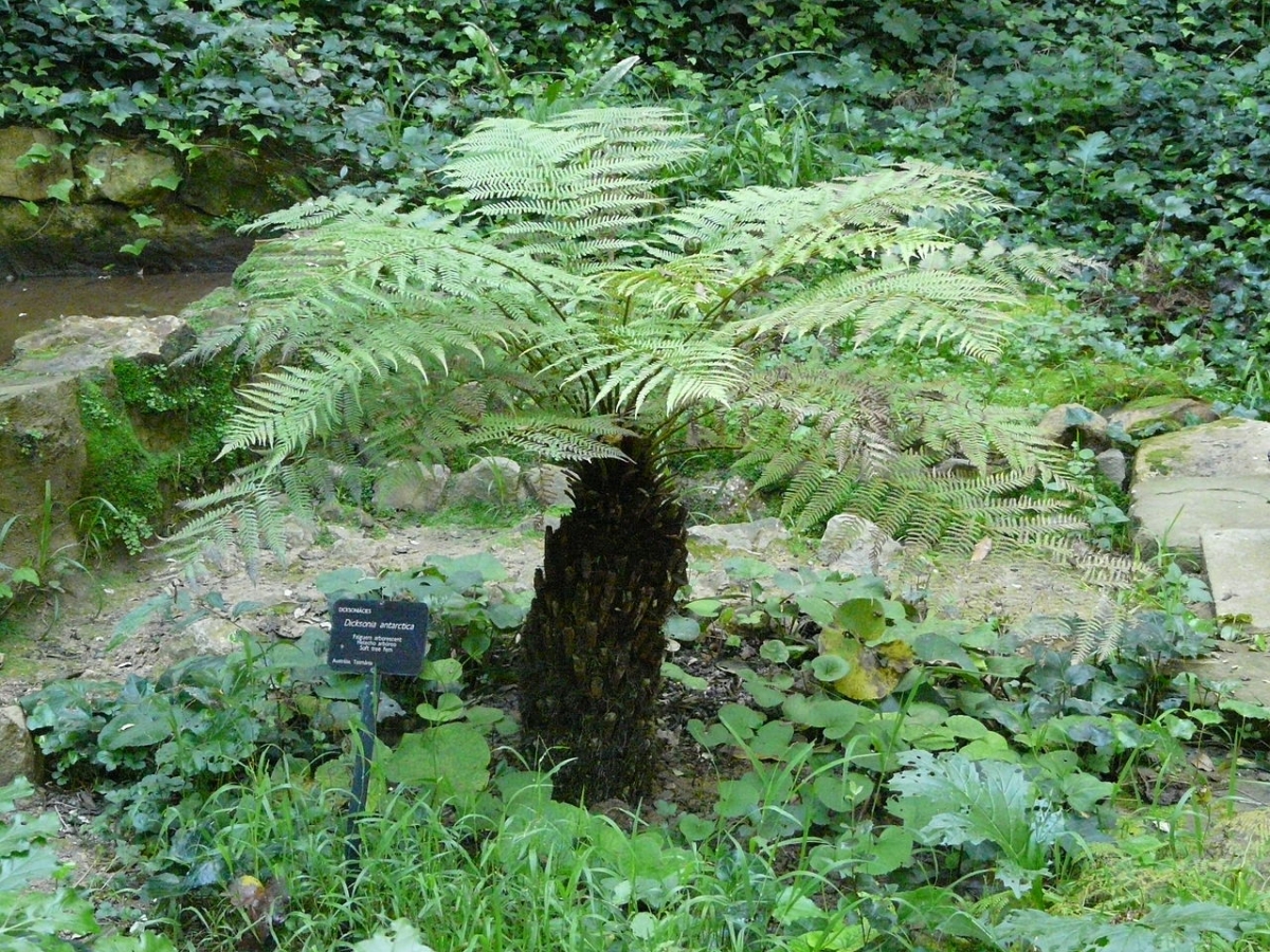 Dicksonia antarctica is a shade-loving tree fern
