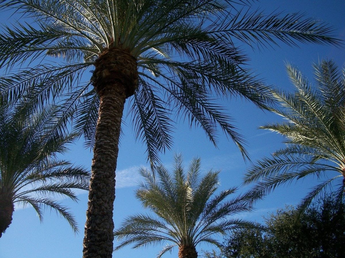 The date palm is a plant that produces dates