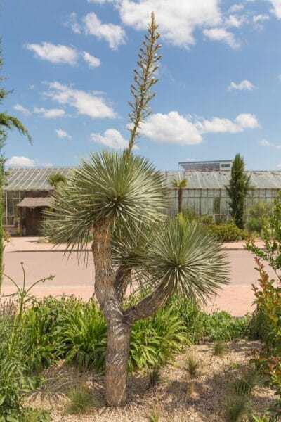 Yucca glorisoa is a great outdoor plant