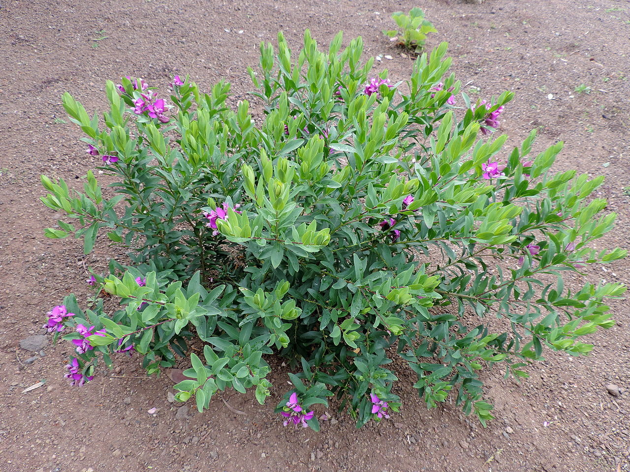 Polygala is a perennial shrub