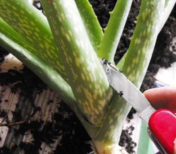 Growing Plants From Aloe Leaves
