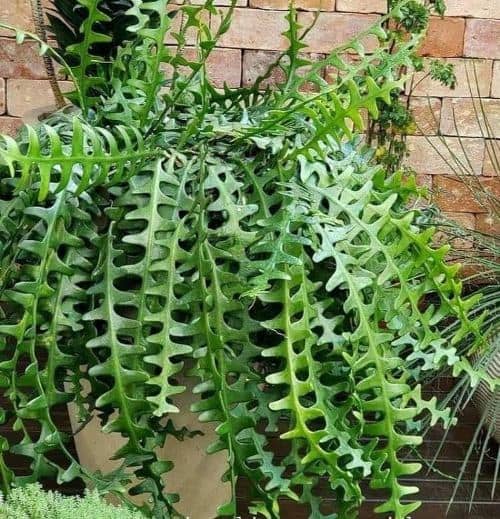 Growing Plants From Herringbone Cactus Leaves