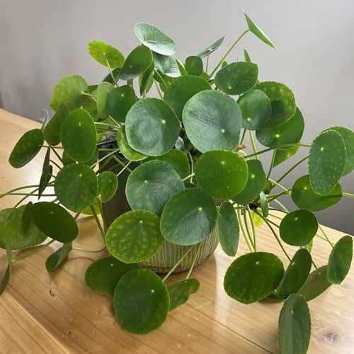 Growing Plants From Chinese Money Plant Leaves