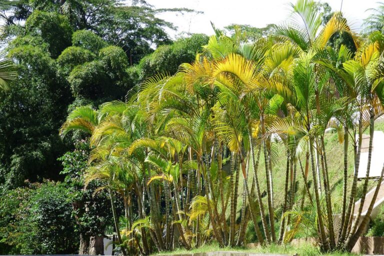 Las Dypsis tienen hojas pinnadas para que el agua salga r&aacute;pido