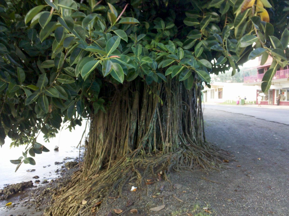 Ficus elastica: main care