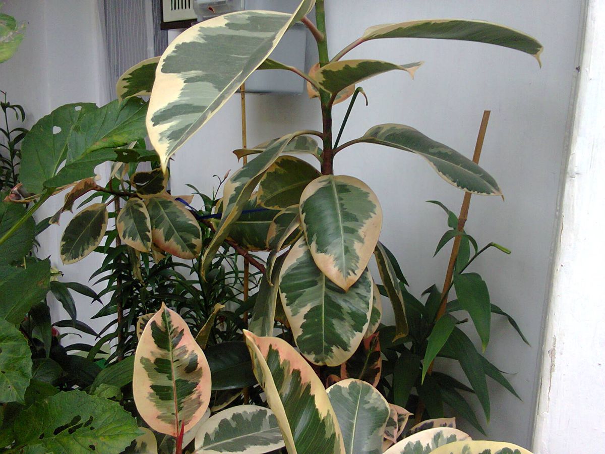 How to Maintain a Rubber Tree