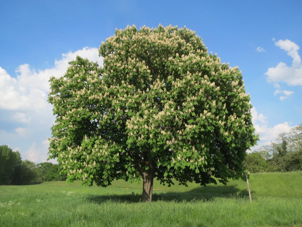 The horse chestnut is a very large deciduous tree.