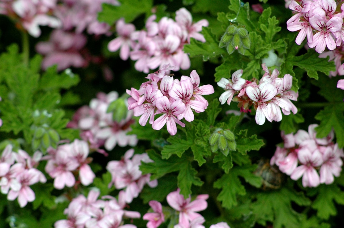Pelargonium has small pink flowers