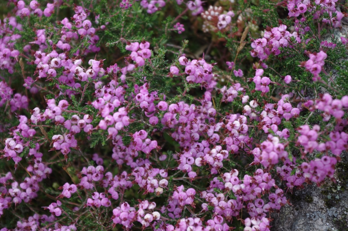 Pink heather is an evergreen shrub