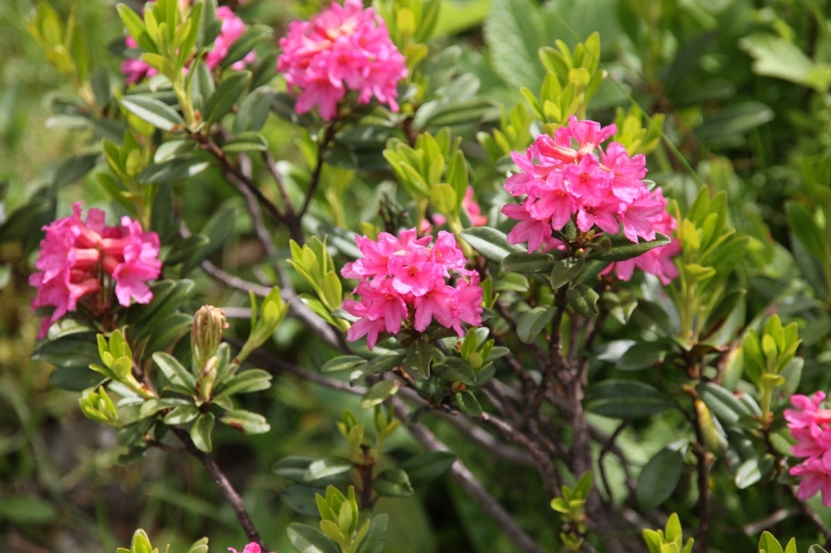 The rhododendron can have pink flowers