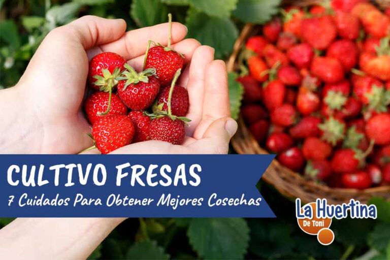 cuidado cultivo fresas
