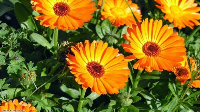 A flower grows against calendula nematodes