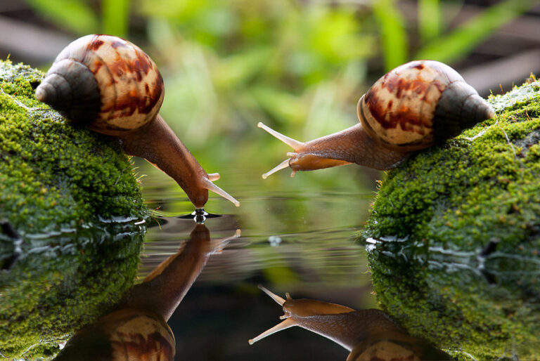 Adversity in Heliciculture