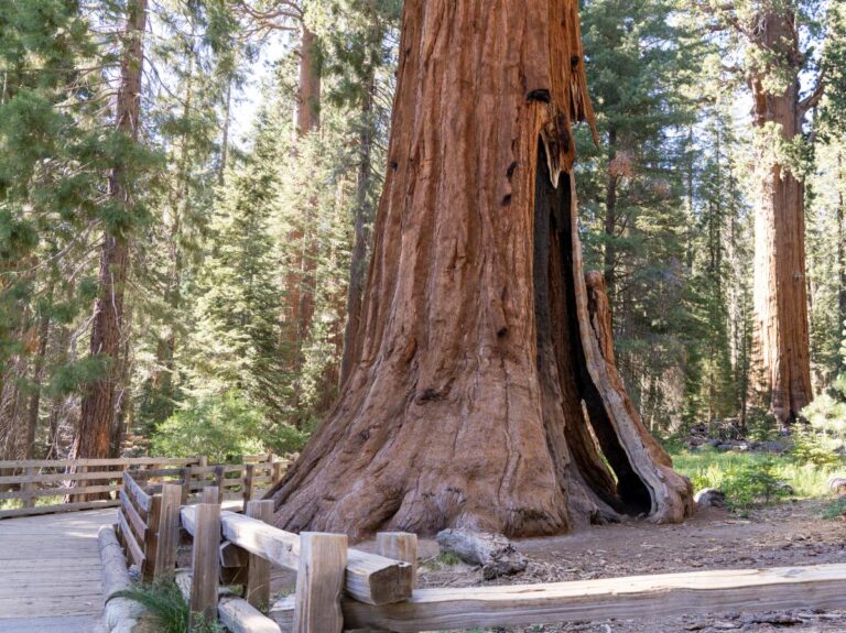 El &aacute;rbol General Sherman es el m&aacute;s alto