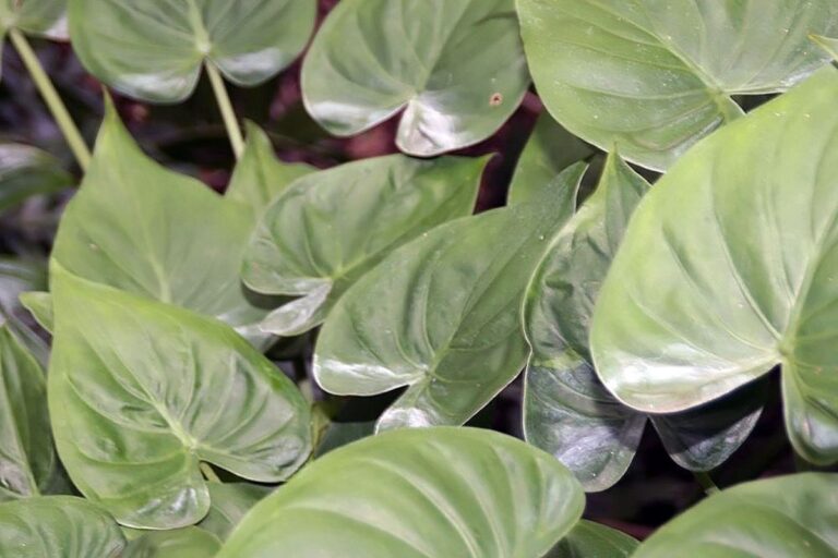 alocasia cucullata cuidados