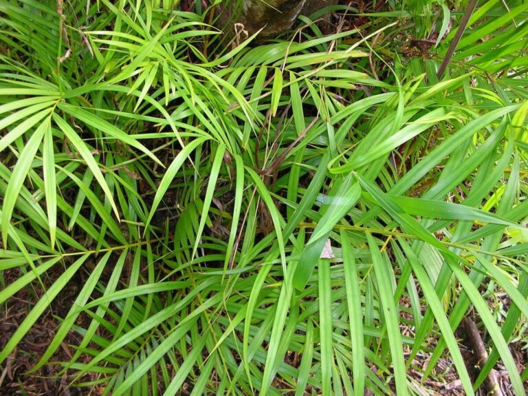 Vista de la palmera bamb&uacute;