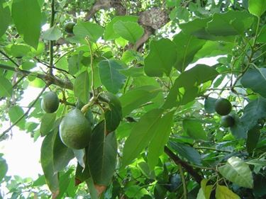 Avocado tree - Persea americana - Tips for my garden
