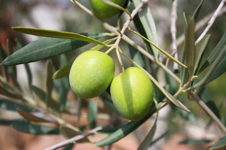 Careful And Respectful Pruning Of The Olive Tree