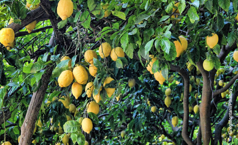 poda del limonero