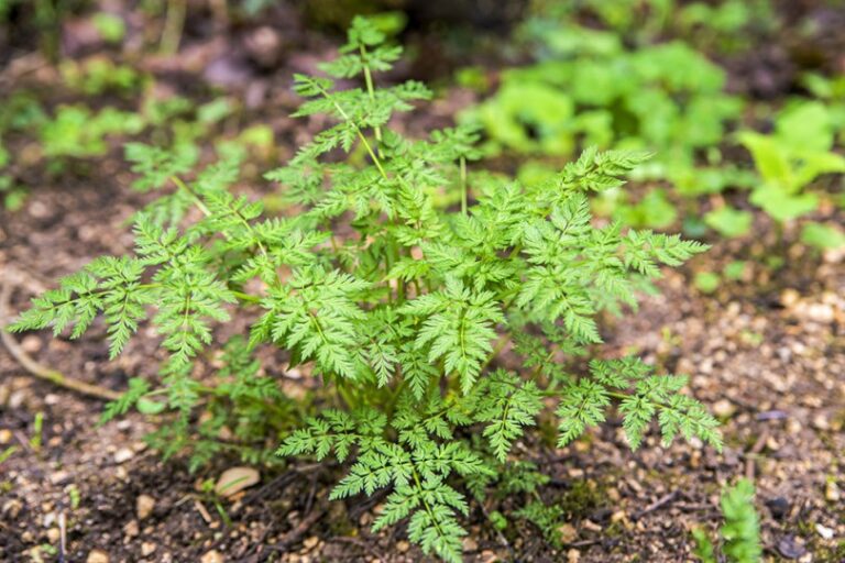 Chervil and its cultivation