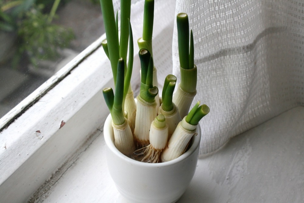 Chives: sowing and growing
