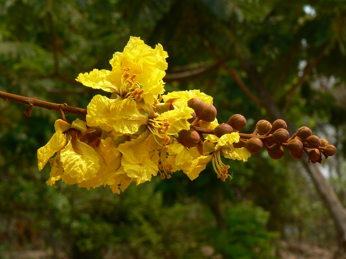The flowers of the flamboyant yellow are medium