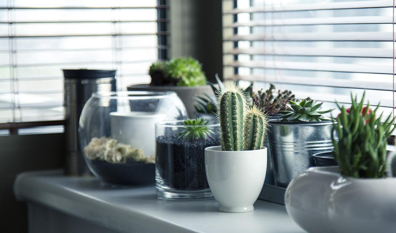 To decorate the living room with plants, they must be suitable for interiors