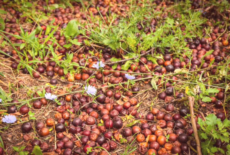 Defend the plum from pests
