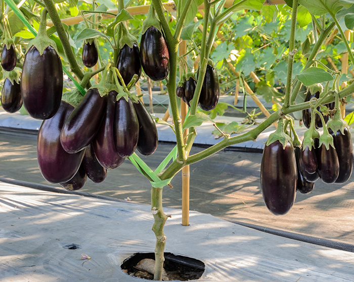 Eggplant from planting to harvest