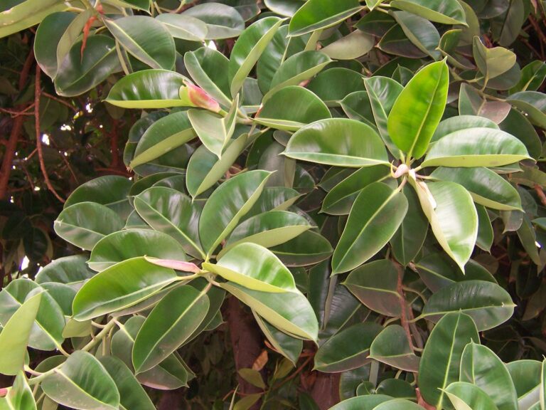 Ficus el&aacute;stica: cuidados