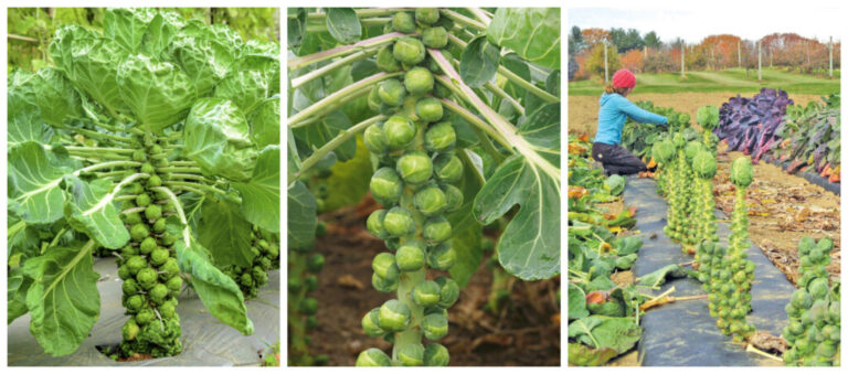 Growing Brussels Sprouts