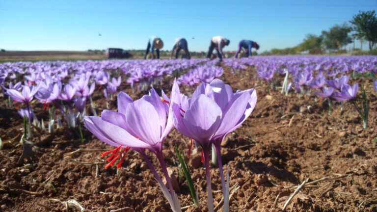 Harvest and peel the saffron