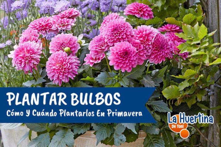 plantar bulbos