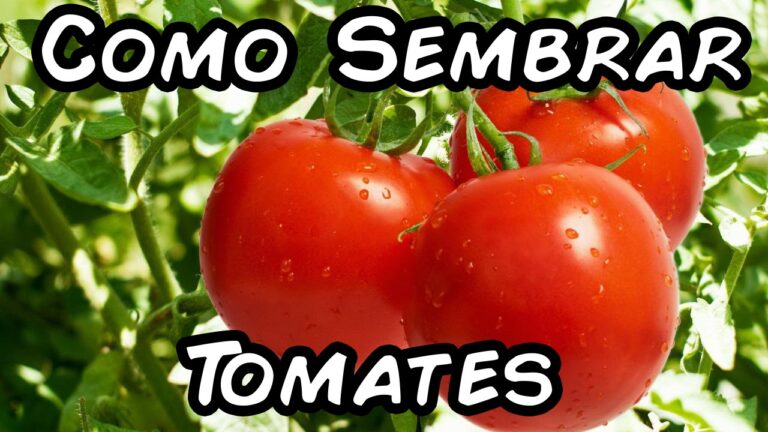 How and when to plant tomatoes