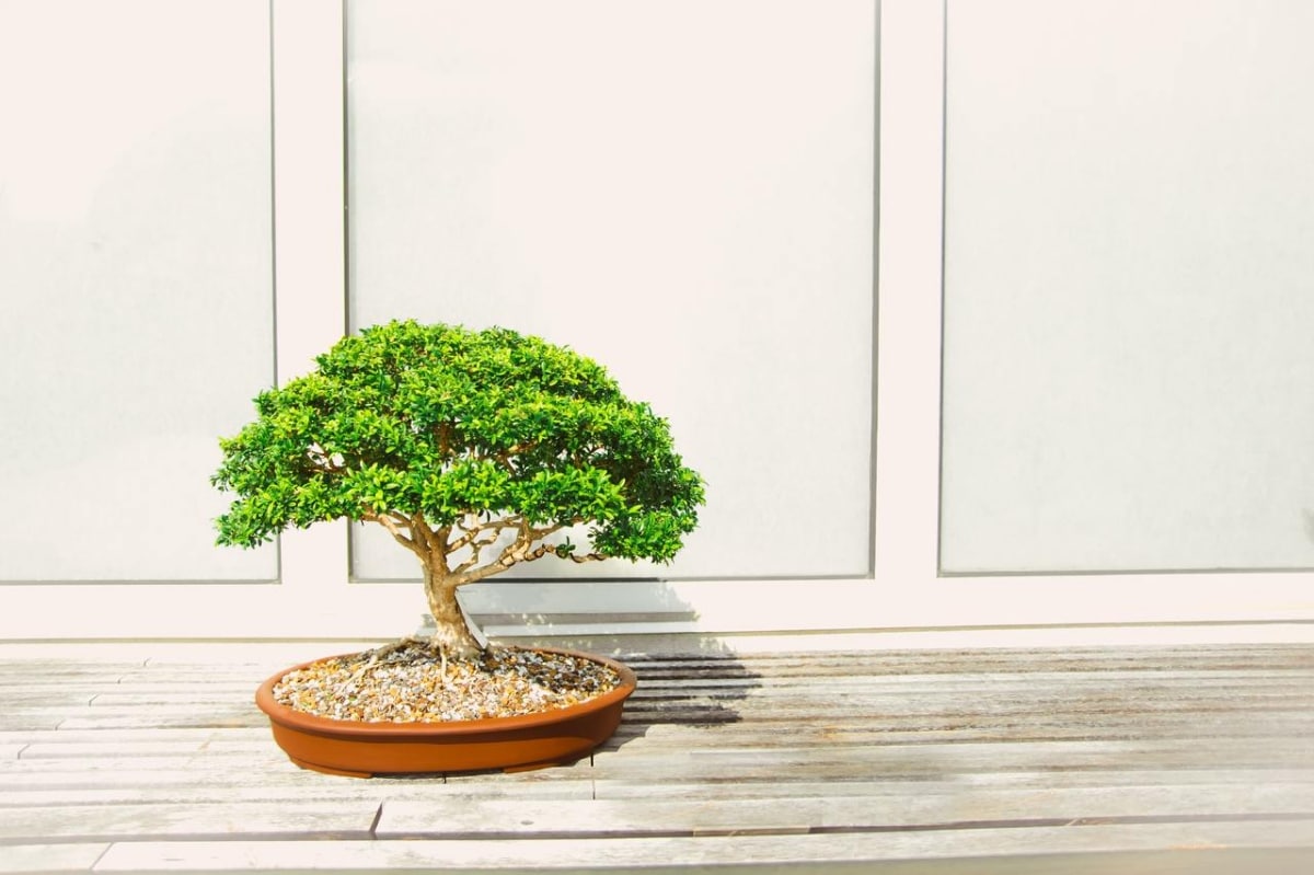 It is possible to take care of a bonsai indoors