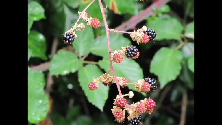 How to Prune Blackberry Brambles