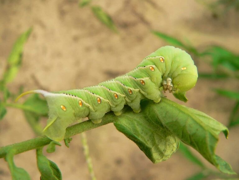 eliminar gusanos verdes en las plantas
