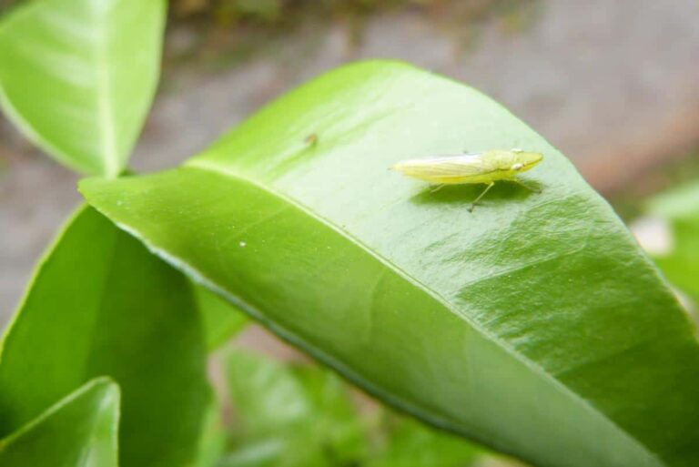 El mosquito verde del almendro es una plaga muy da&ntilde;ina