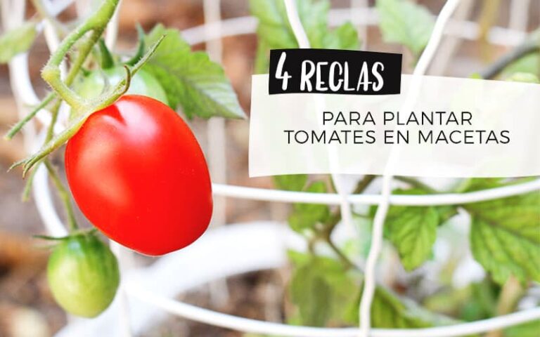 How to grow tomatoes in pots