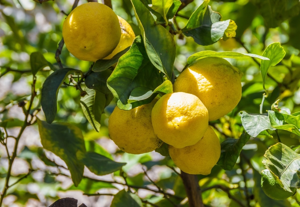 The dwarf lemon tree requires various care