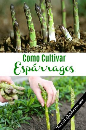 How to plant asparagus legs