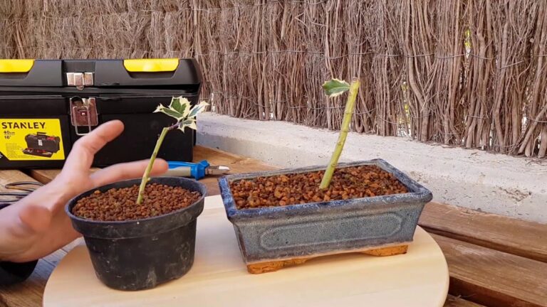 como plantar esquejes de acebo en maceta