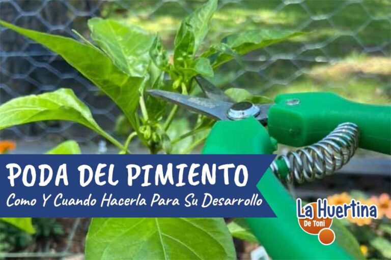 poda del pimiento