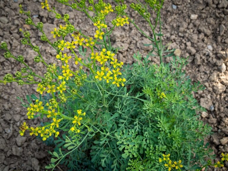 La ruda es una planta de f&aacute;cil cultivo