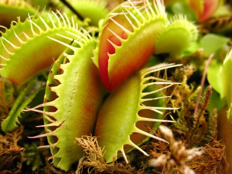 Las plantas carn&iacute;voras son dif&iacute;ciles de cuidar