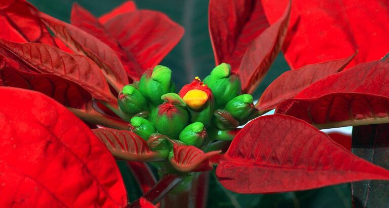 Riego de flor de Pascua